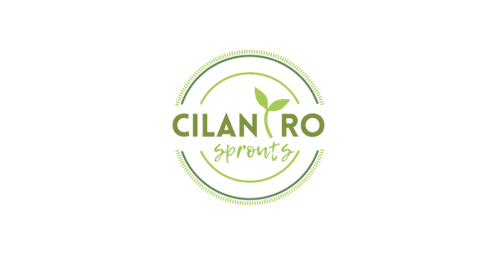Cilantro Sprouts